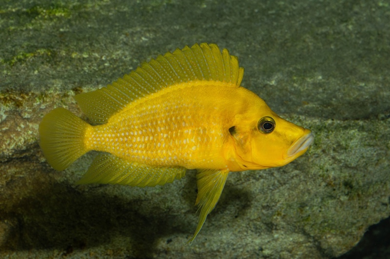 Altolamprologus compressiceps 'Rubumba'